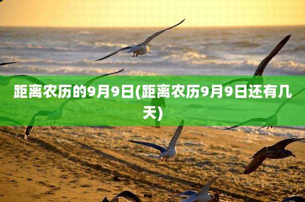 距离农历的9月9日(距离农历9月9日还有几天)