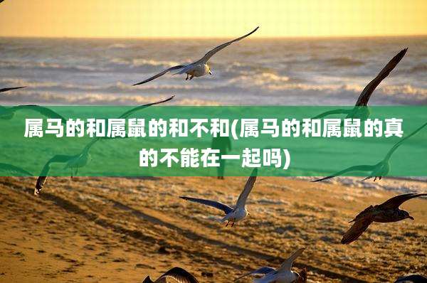 属马的和属鼠的和不和(属马的和属鼠的真的不能在一起吗)