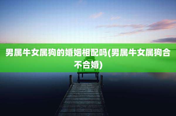 男属牛女属狗的婚姻相配吗(男属牛女属狗合不合婚)