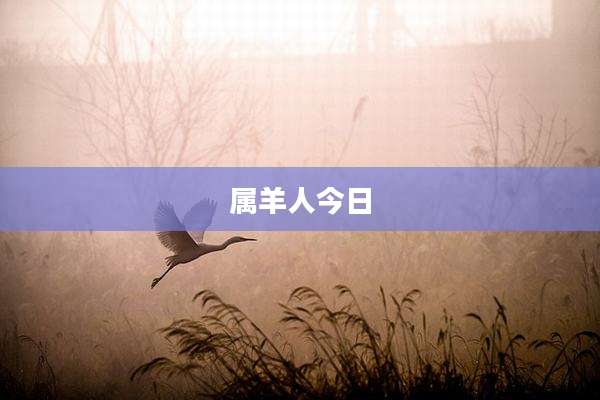 属羊人今日