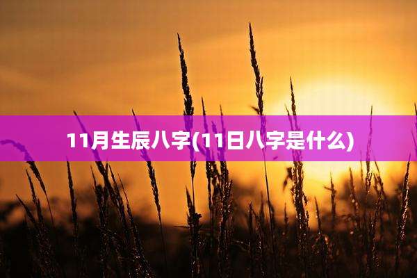 11月生辰八字(11日八字是什么)
