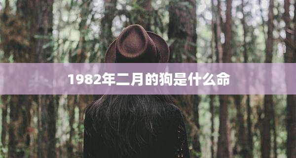 1982年二月的狗是什么命
