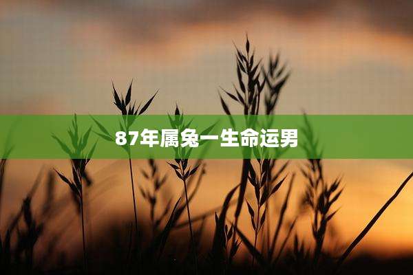 87年属兔一生命运男
