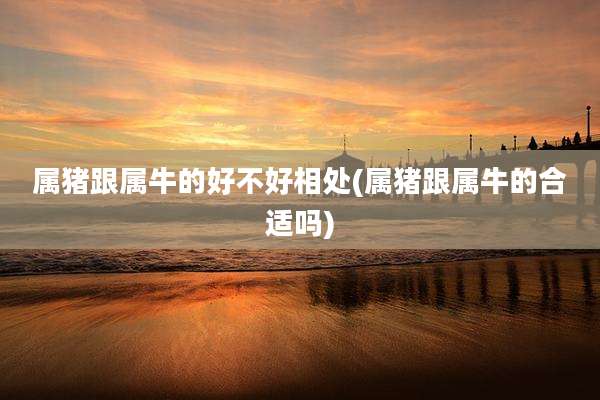 属猪跟属牛的好不好相处(属猪跟属牛的合适吗)