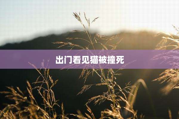 出门看见猫被撞死