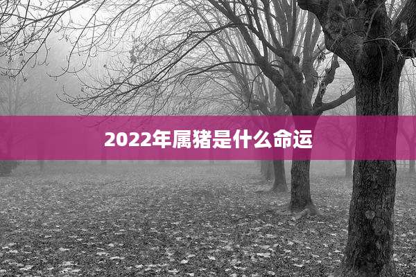 2022年属猪是什么命运