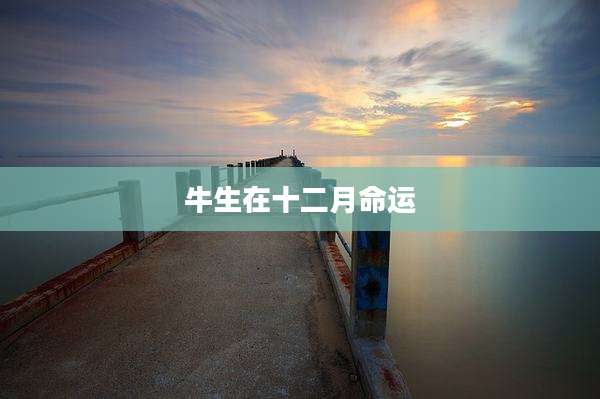 牛生在十二月命运
