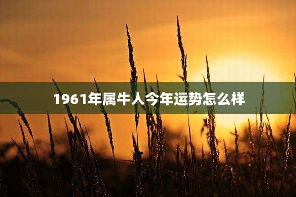 1961年属牛人今年运势怎么样