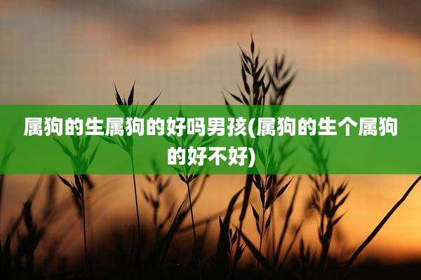 属狗的生属狗的好吗男孩(属狗的生个属狗的好不好)