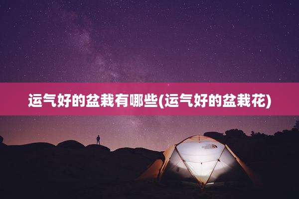 运气好的盆栽有哪些(运气好的盆栽花)