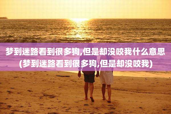 梦到迷路看到很多狗,但是却没咬我什么意思(梦到迷路看到很多狗,但是却没咬我)