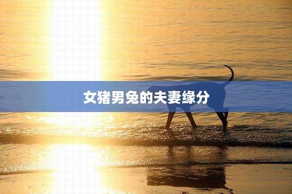 女猪男兔的夫妻缘分