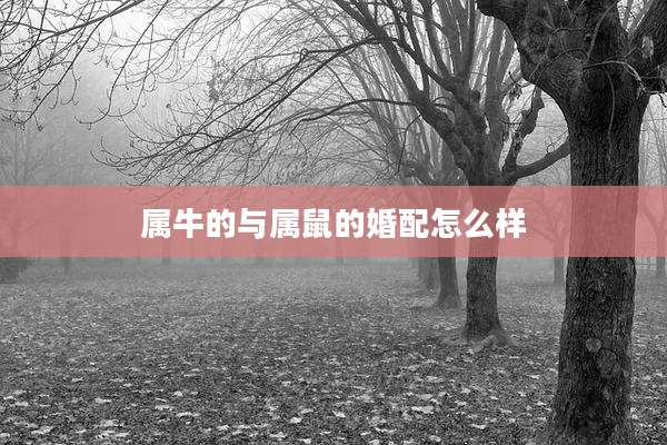 属牛的与属鼠的婚配怎么样
