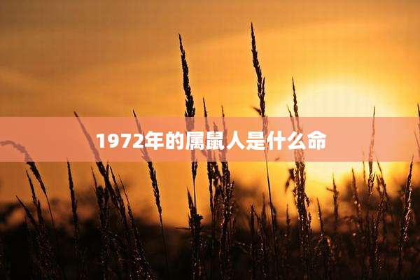 1972年的属鼠人是什么命