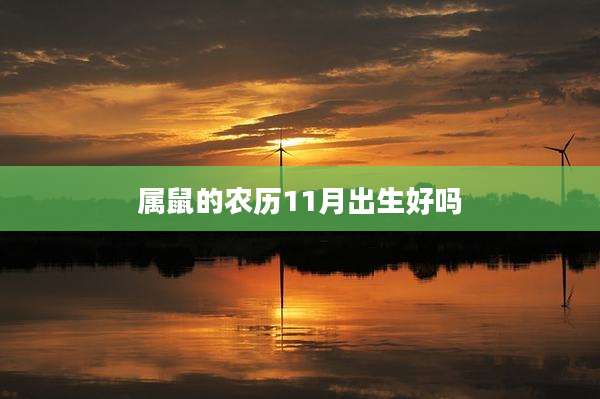 属鼠的农历11月出生好吗