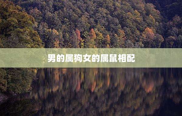男的属狗女的属鼠相配