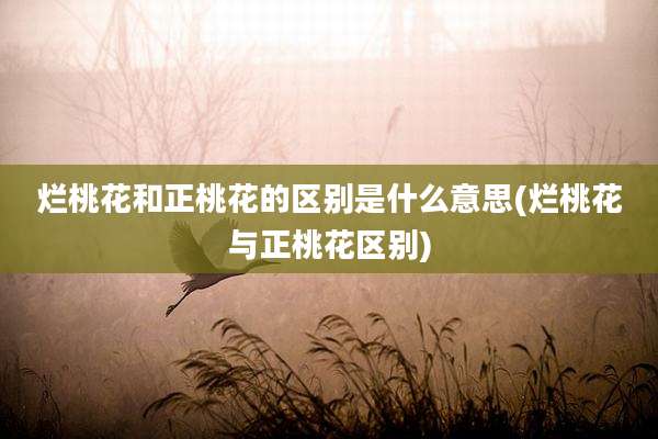 烂桃花和正桃花的区别是什么意思(烂桃花与正桃花区别)