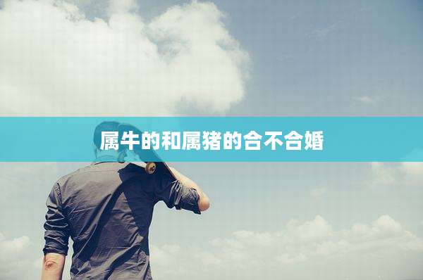 属牛的和属猪的合不合婚