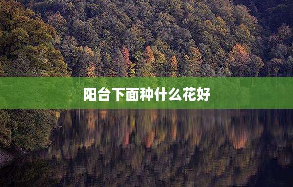 阳台下面种什么花好