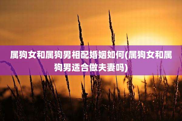 属狗女和属狗男相配婚姻如何(属狗女和属狗男适合做夫妻吗)