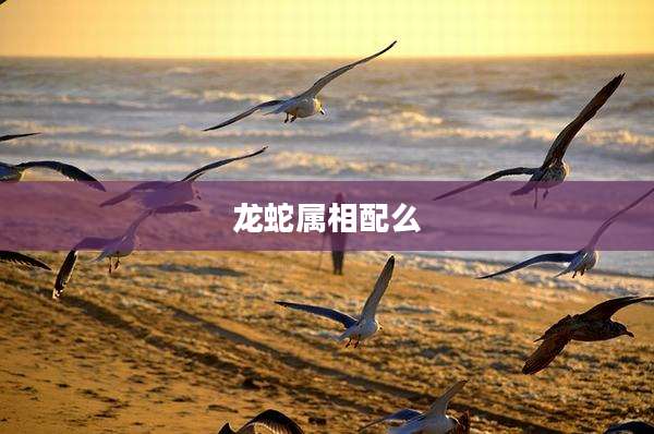 龙蛇属相配么