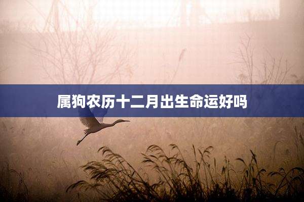 属狗农历十二月出生命运好吗