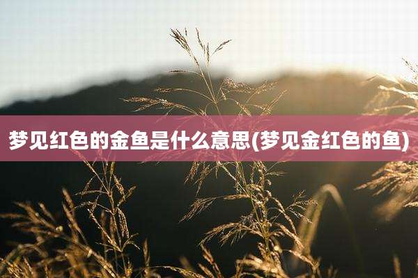 梦见红色的金鱼是什么意思(梦见金红色的鱼)