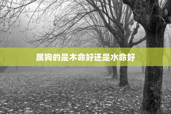 属狗的是木命好还是水命好