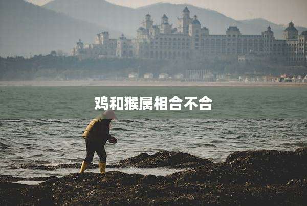 鸡和猴属相合不合