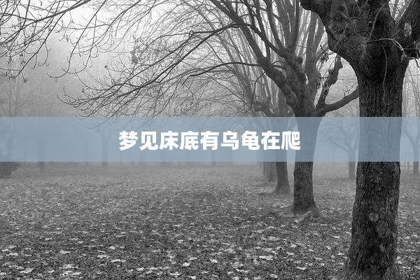 梦见床底有乌龟在爬