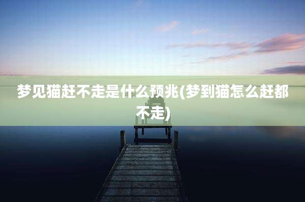梦见猫赶不走是什么预兆(梦到猫怎么赶都不走)