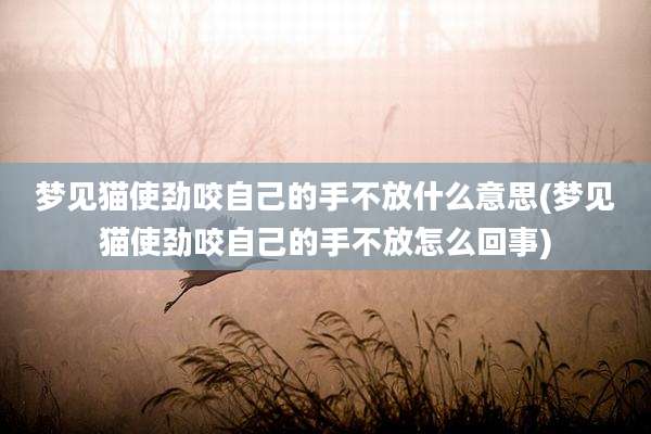 梦见猫使劲咬自己的手不放什么意思(梦见猫使劲咬自己的手不放怎么回事)