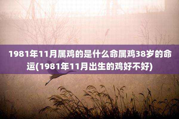 1981年11月属鸡的是什么命属鸡38岁的命运(1981年11月出生的鸡好不好)