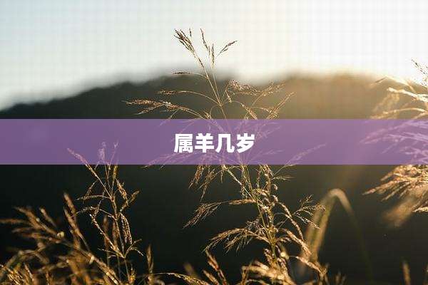 属羊几岁