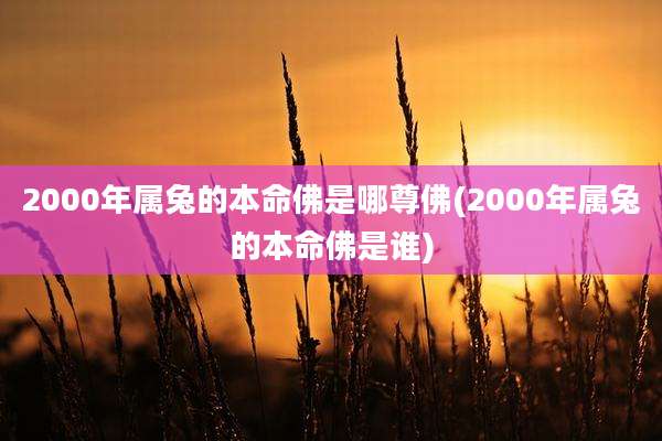 2000年属兔的本命佛是哪尊佛(2000年属兔的本命佛是谁)