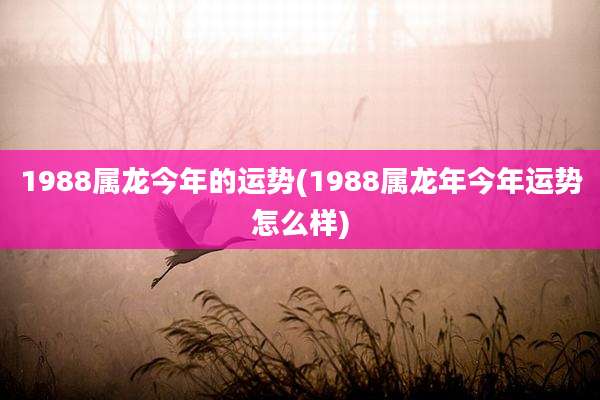1988属龙今年的运势(1988属龙年今年运势怎么样)