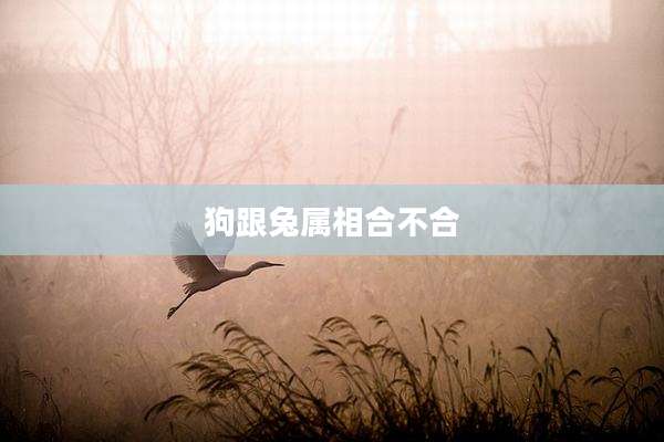 狗跟兔属相合不合