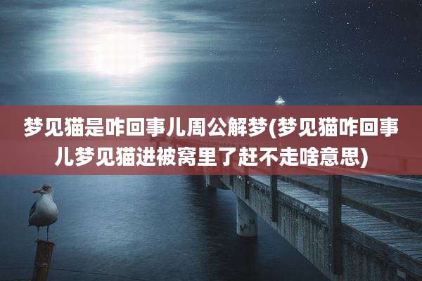 梦见猫是咋回事儿周公解梦(梦见猫咋回事儿梦见猫进被窝里了赶不走啥意思)
