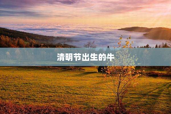 清明节出生的牛