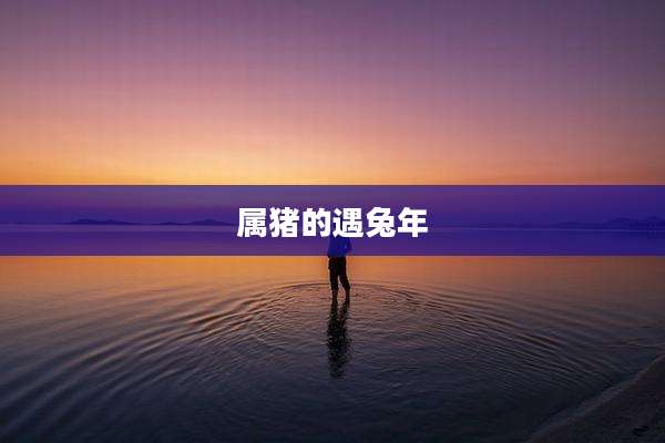 属猪的遇兔年