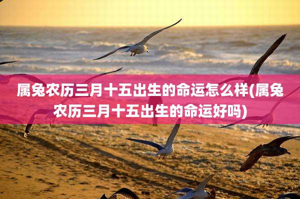 属兔农历三月十五出生的命运怎么样(属兔农历三月十五出生的命运好吗)