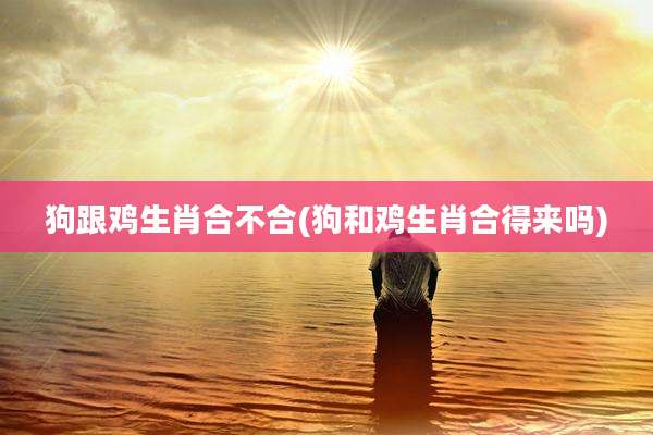狗跟鸡生肖合不合(狗和鸡生肖合得来吗)