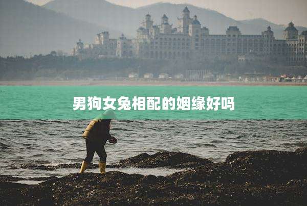 男狗女兔相配的姻缘好吗