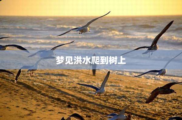 梦见洪水爬到树上