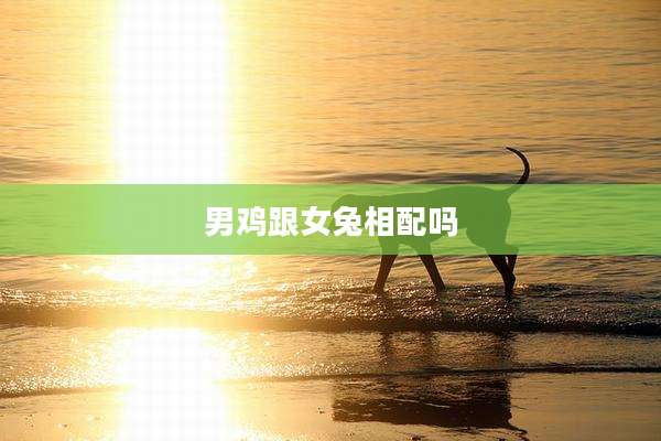 男鸡跟女兔相配吗