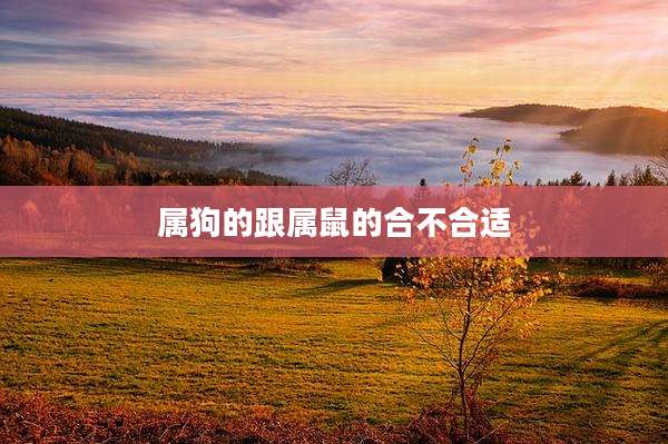 属狗的跟属鼠的合不合适