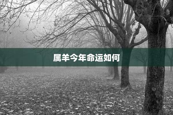 属羊今年命运如何