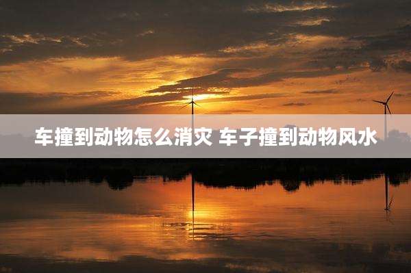 车撞到动物怎么消灾 车子撞到动物风水
