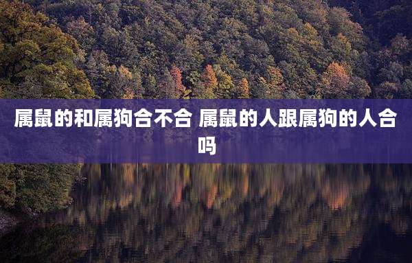 属鼠的和属狗合不合 属鼠的人跟属狗的人合吗