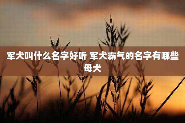 军犬叫什么名字好听 军犬霸气的名字有哪些母犬